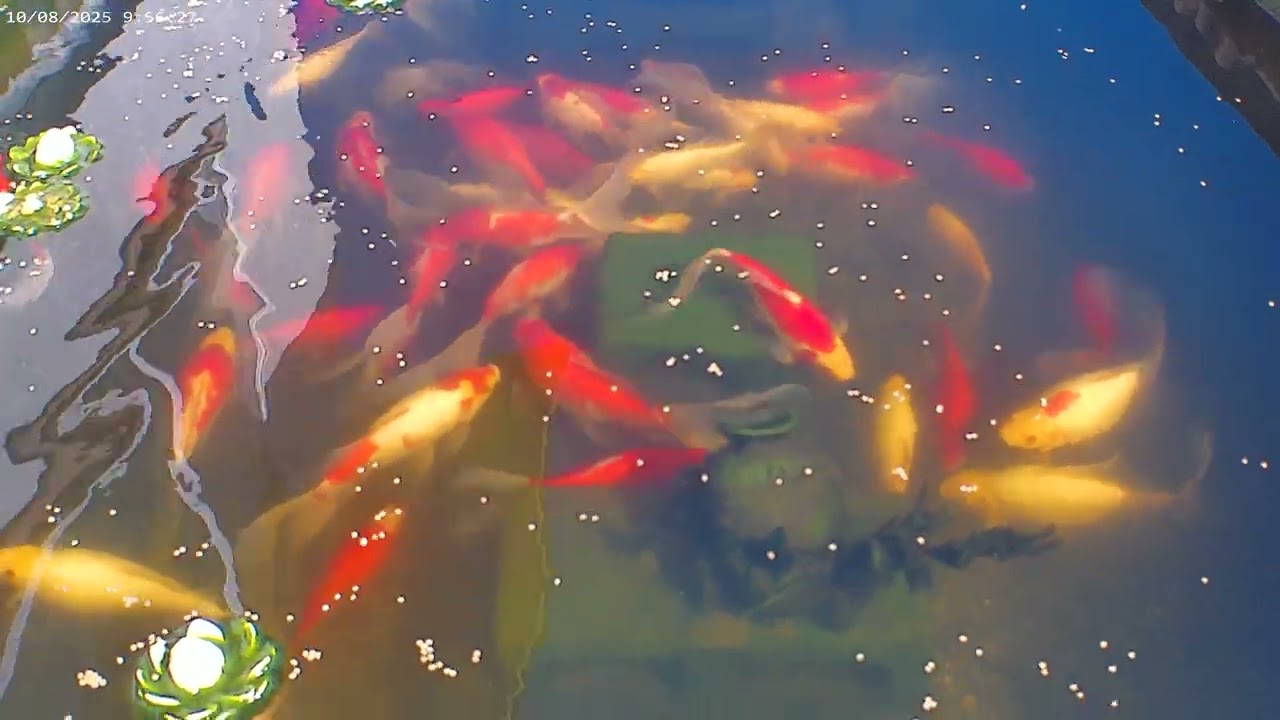 Petrichor Pond Update 10/08/25