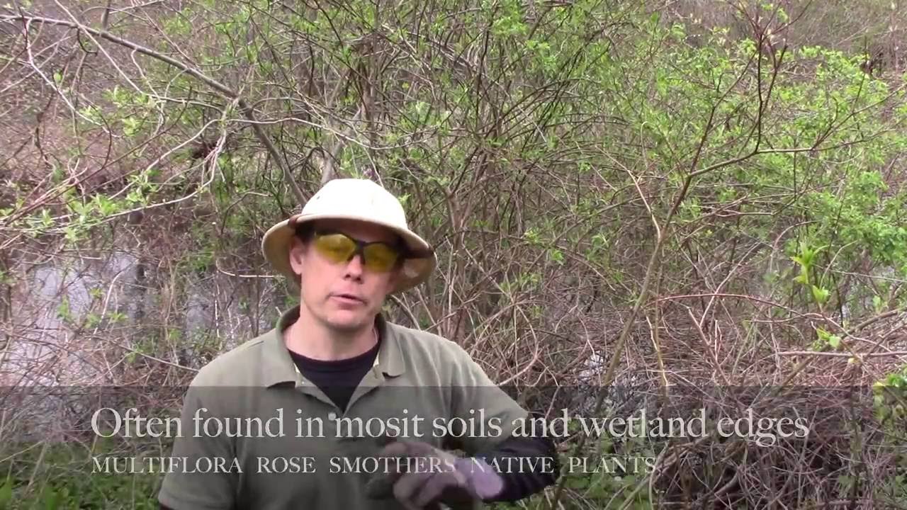 Multiflora Rose Removal.