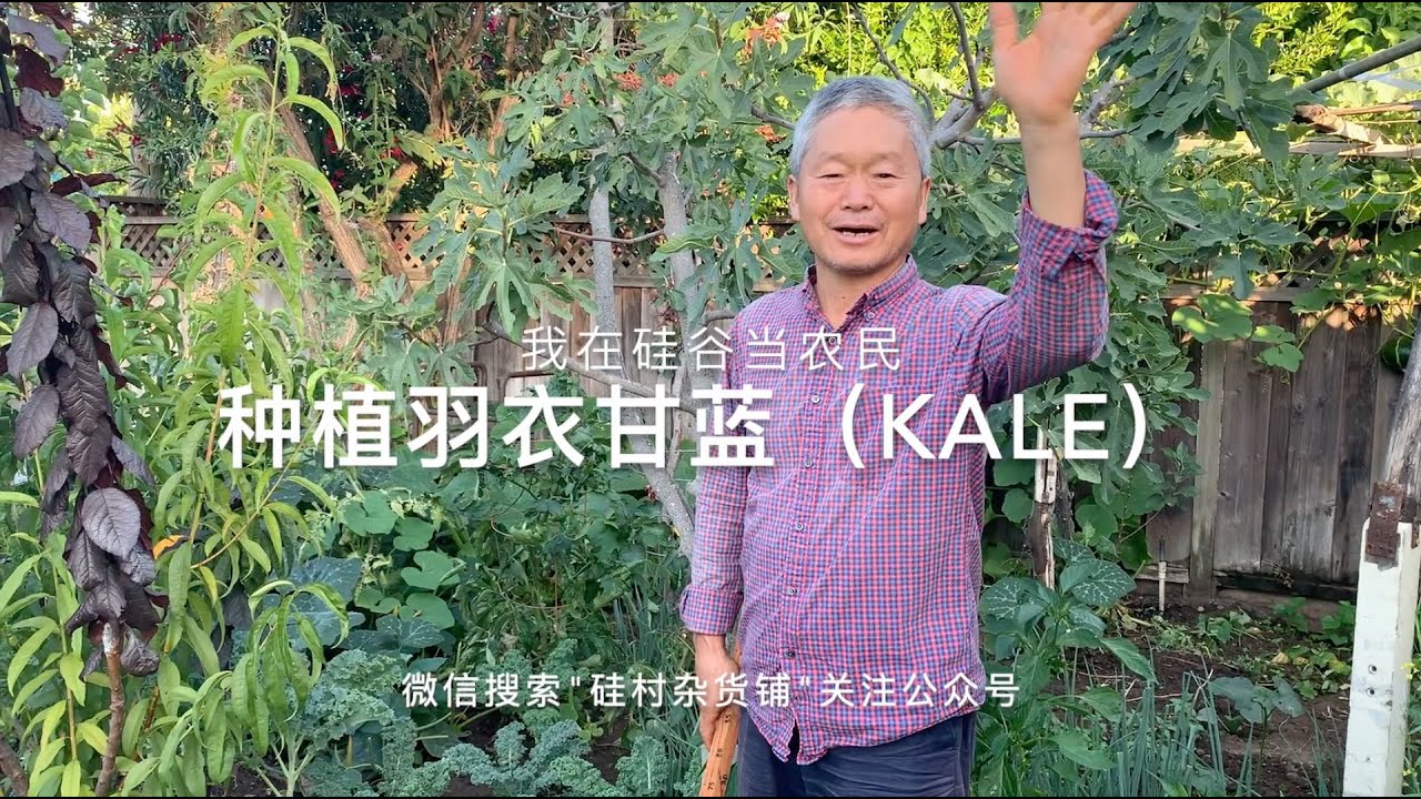 【我在硅谷当农民9】智能懒人菜：羽衣甘蓝（Kale）的种植、浇水、施肥、采收