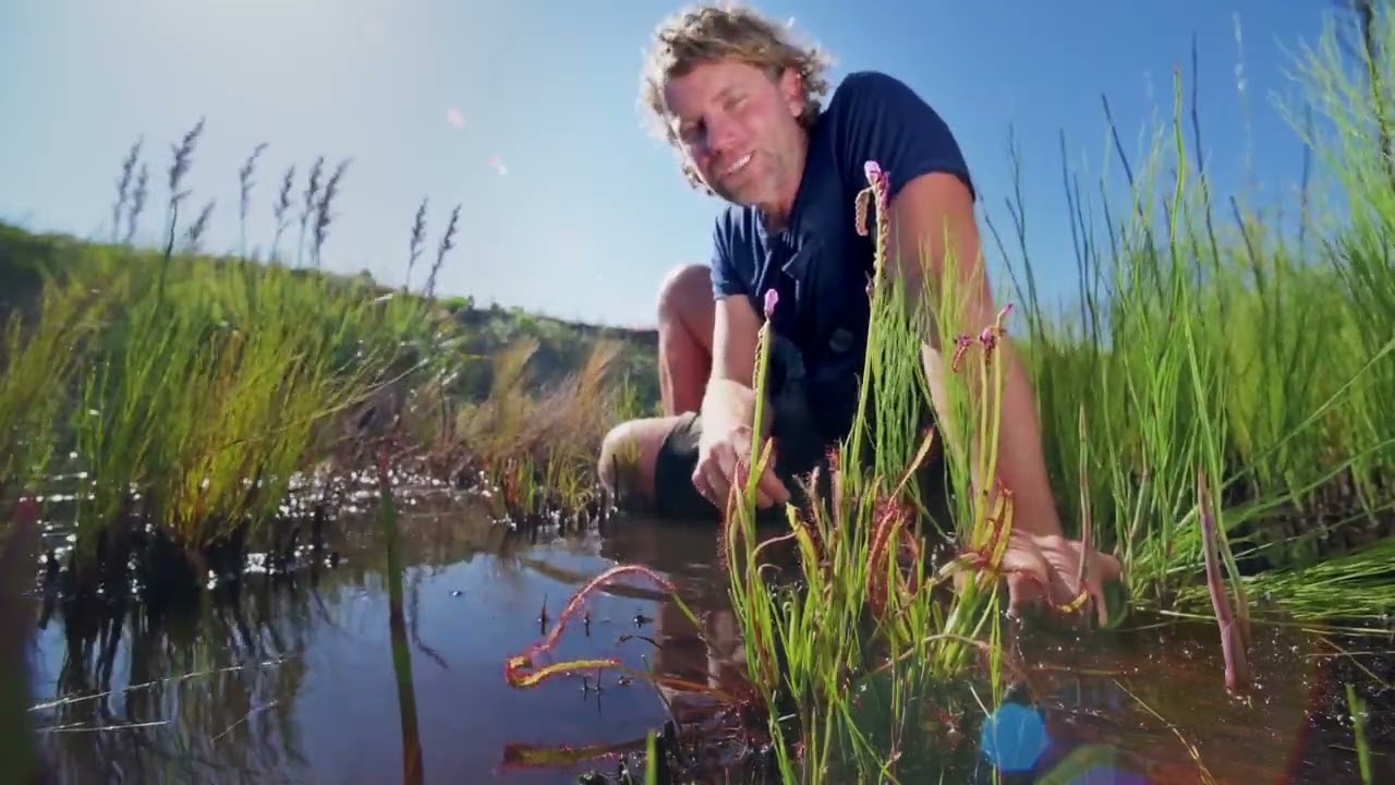 Episode 1: Carnivorous plants of the fynbos