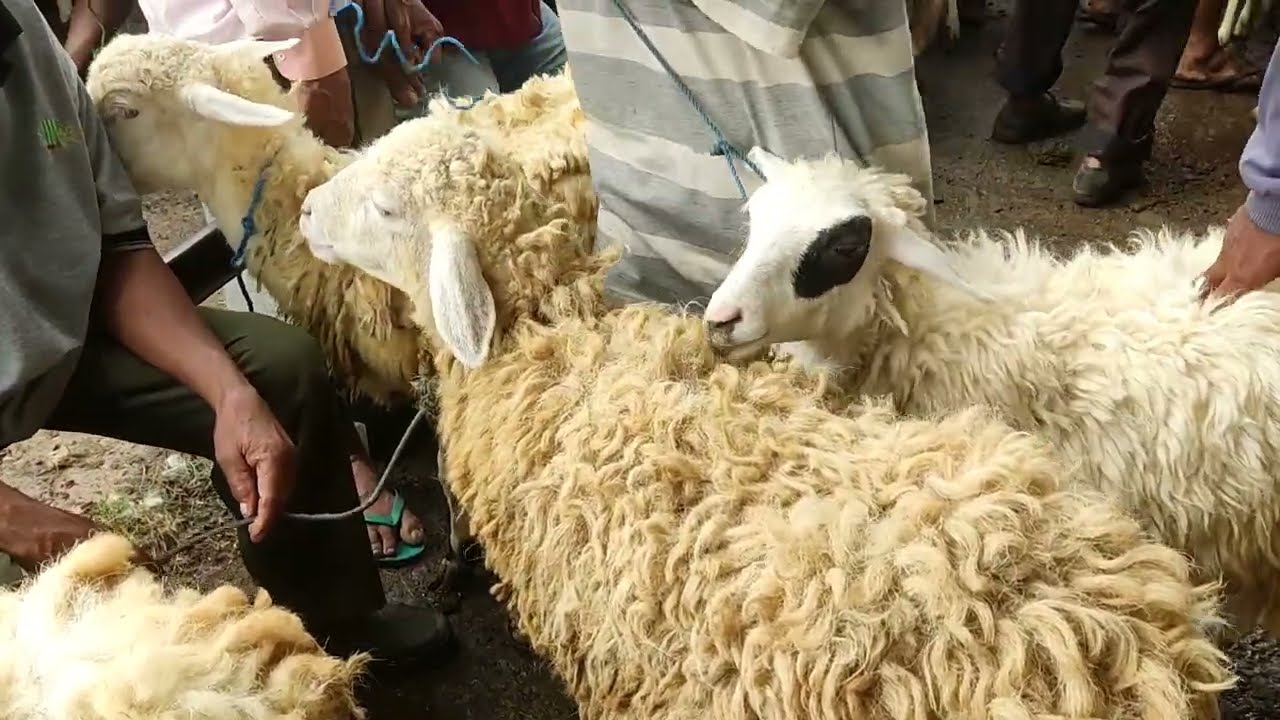 800RIBUAN!!cek harga indukan gibas