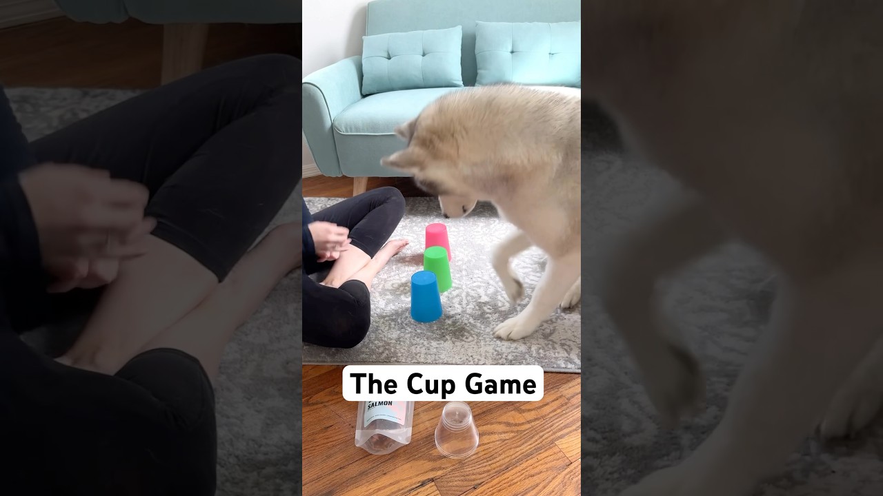 The Cup Game - Mental Stimulation Activity for Dogs