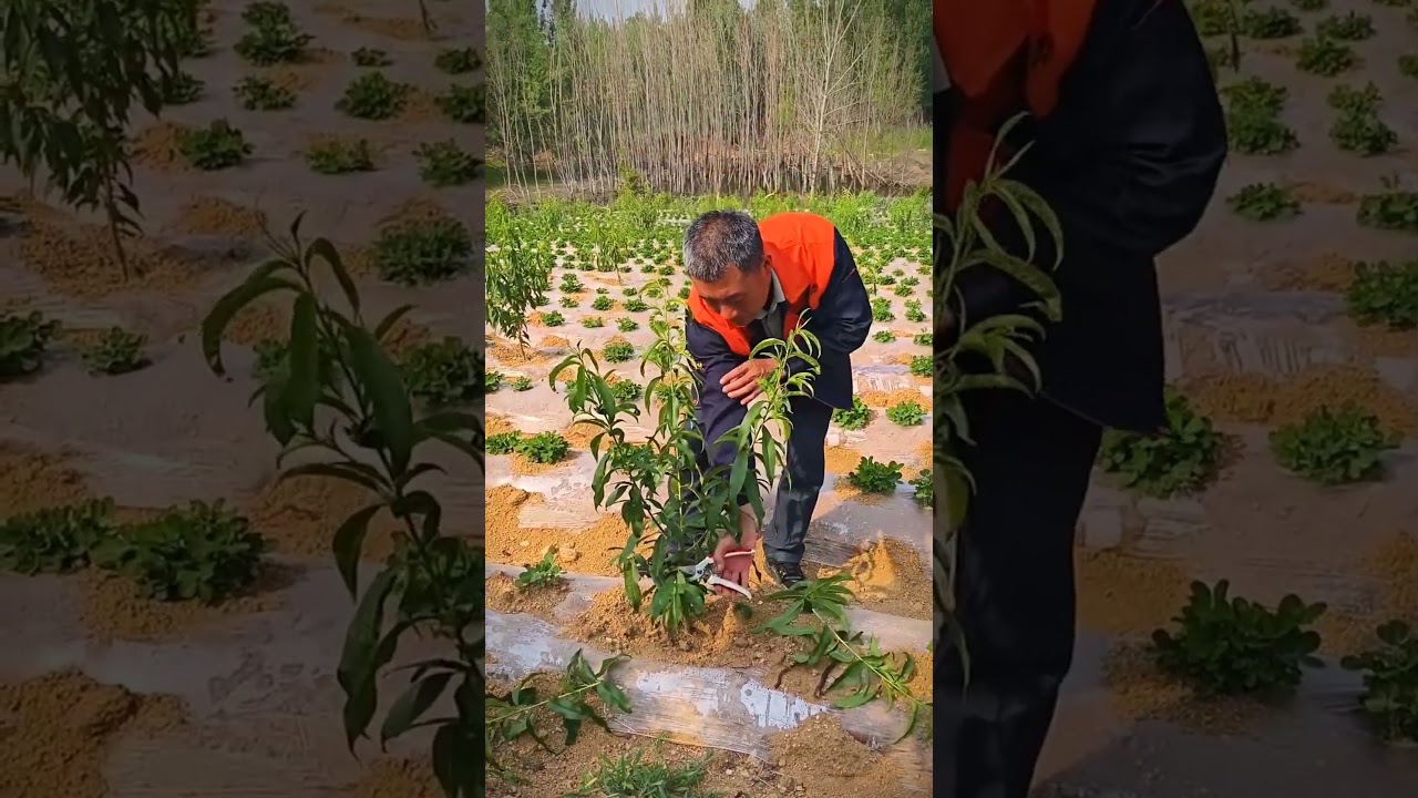 How to Prune a Young Peach Tree for Maximum Growth! 🌞🍑