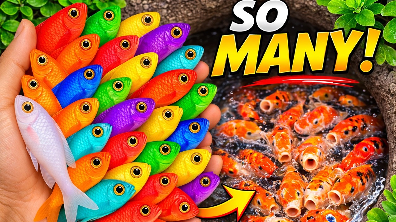 Catch beautiful aquarium fish in small pond baby turtles, eel, molly fish, koi,guppies blue,iguanas🐠