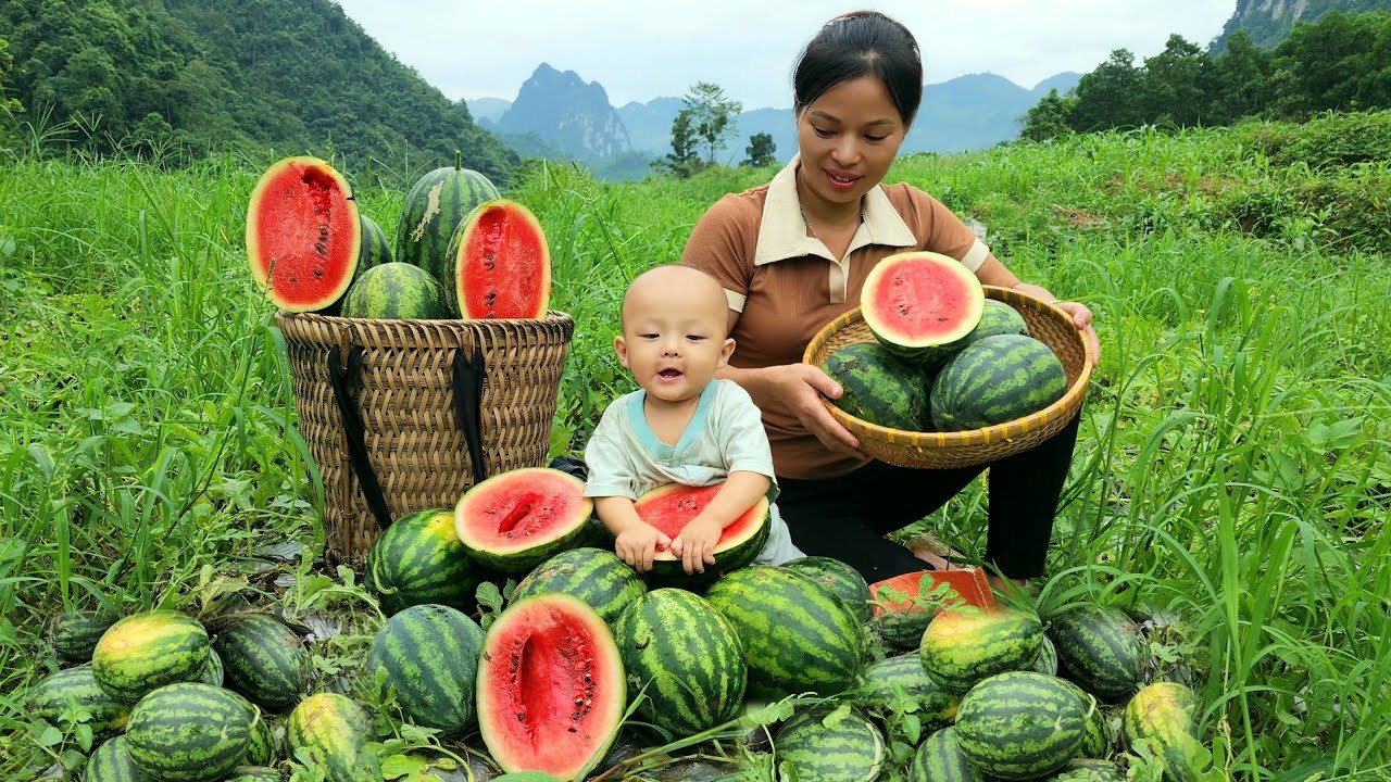 Harvest watermelons to sell at the market and grow fruit trees on the farm - Lý Thị An