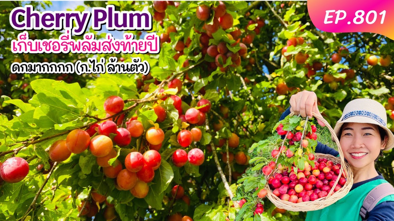 เก็บเชอรี่พลัมมันดกมาก(ก.ไก่ล้านตัว‼️)เก็บส่งท้ายปีนี้ ไม่เก็บคือจะเสียดายมาก EP.801