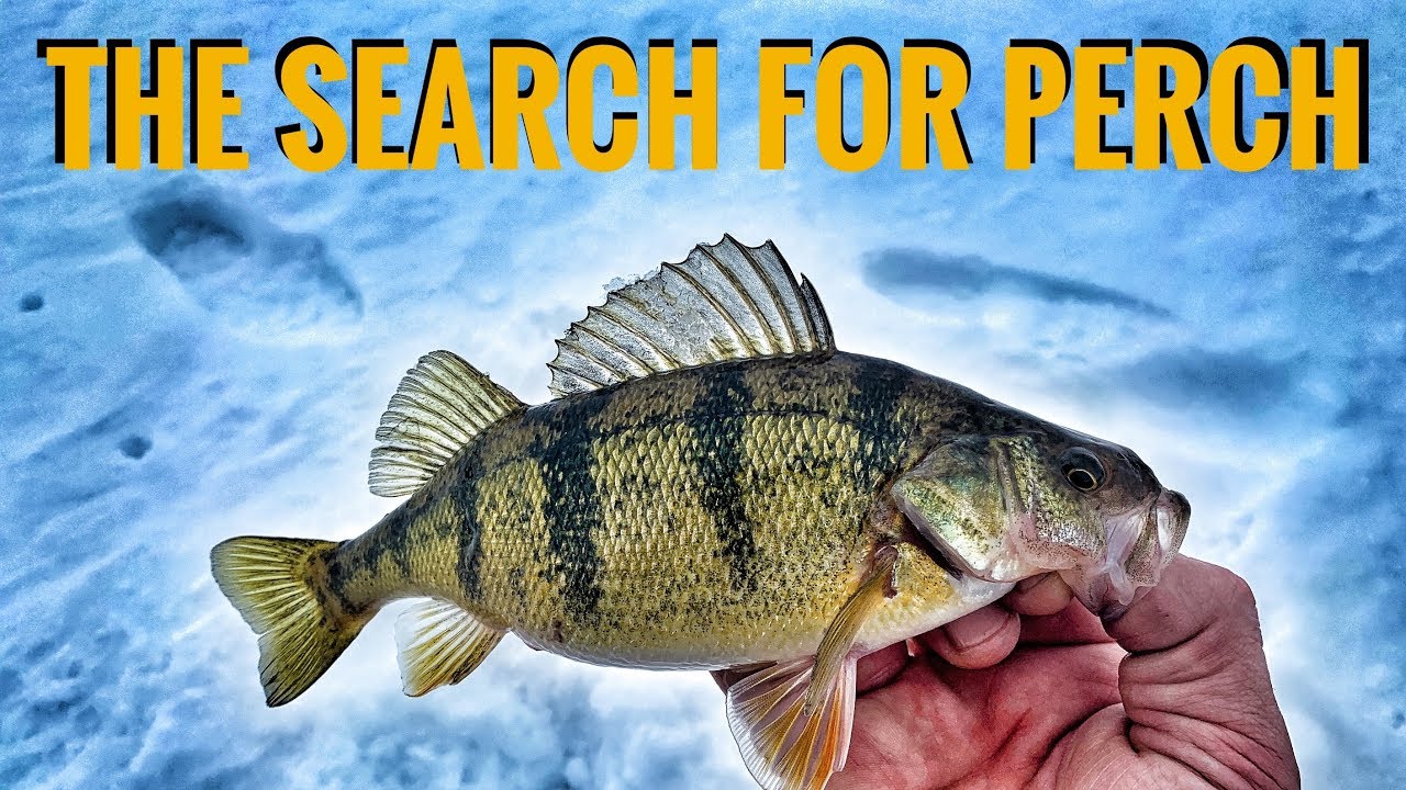 The SEARCH for PERCH | Big Stone Lake