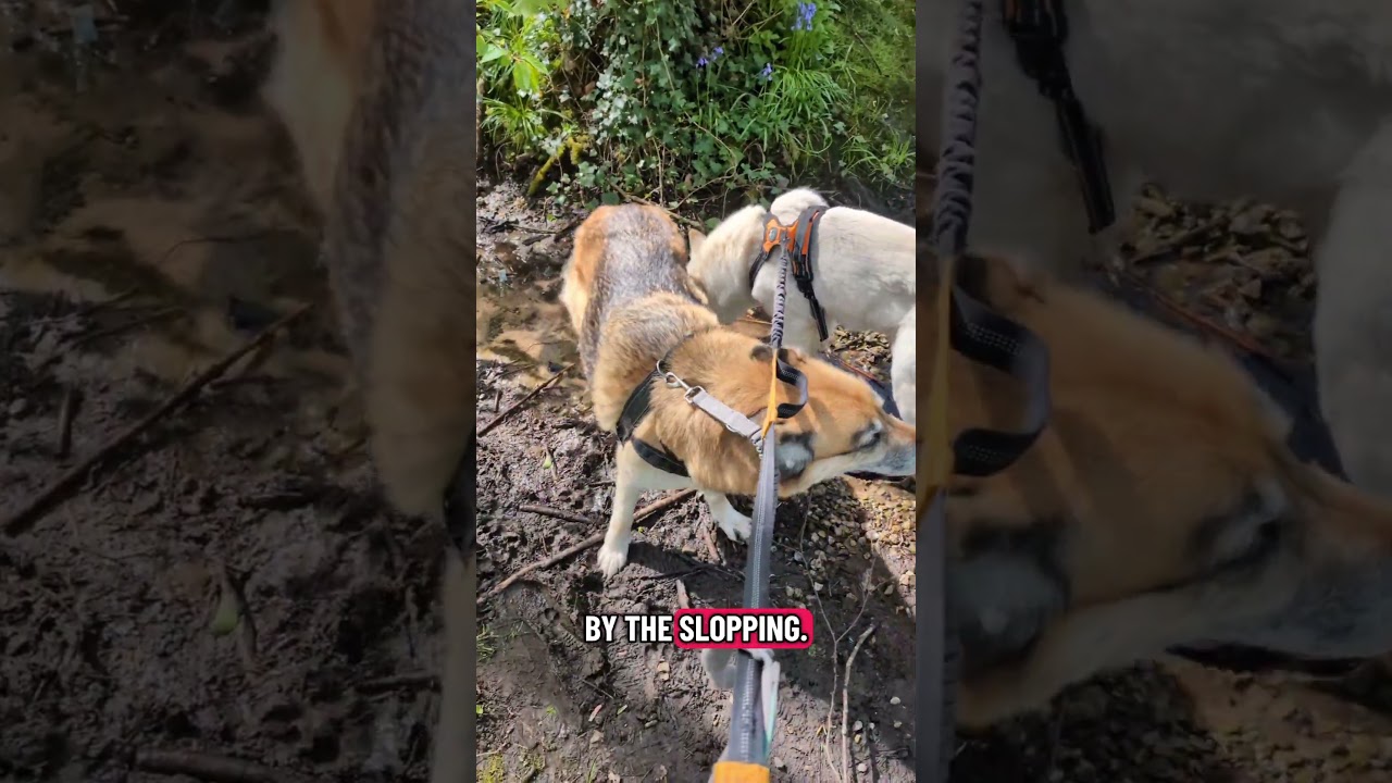 Исчезающие виды колокольчиков #растения #цветок #природа #сад #дикаяприрода #правительство