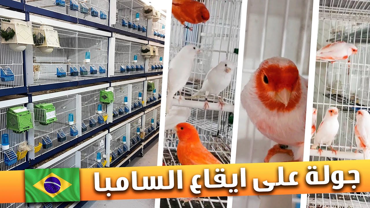 جولة خرافية 🔥😍 عند مربي عاشق للون الأحمر بالبرازيل 🇧🇷
