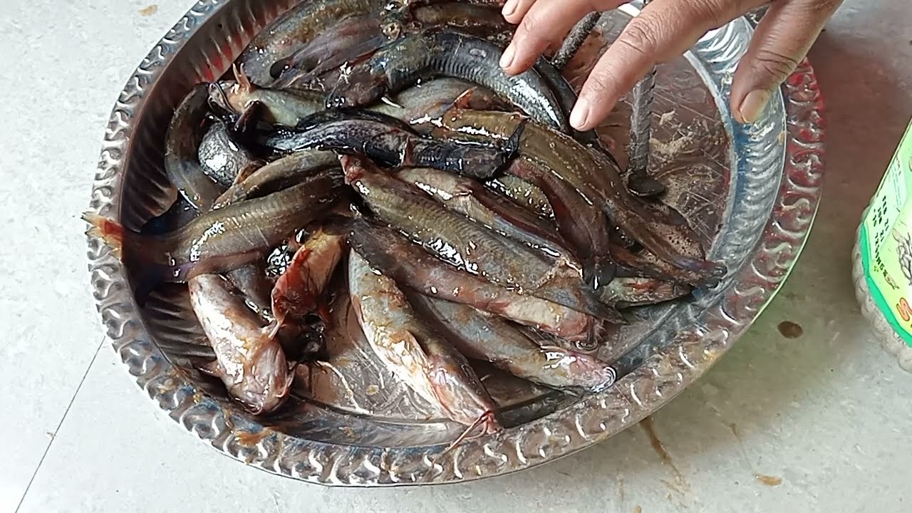 Посмотрите, как разделывают живую рыбу-рога 🐠🦈 (Sing Mach Poriskar Easy Idea) 🙀