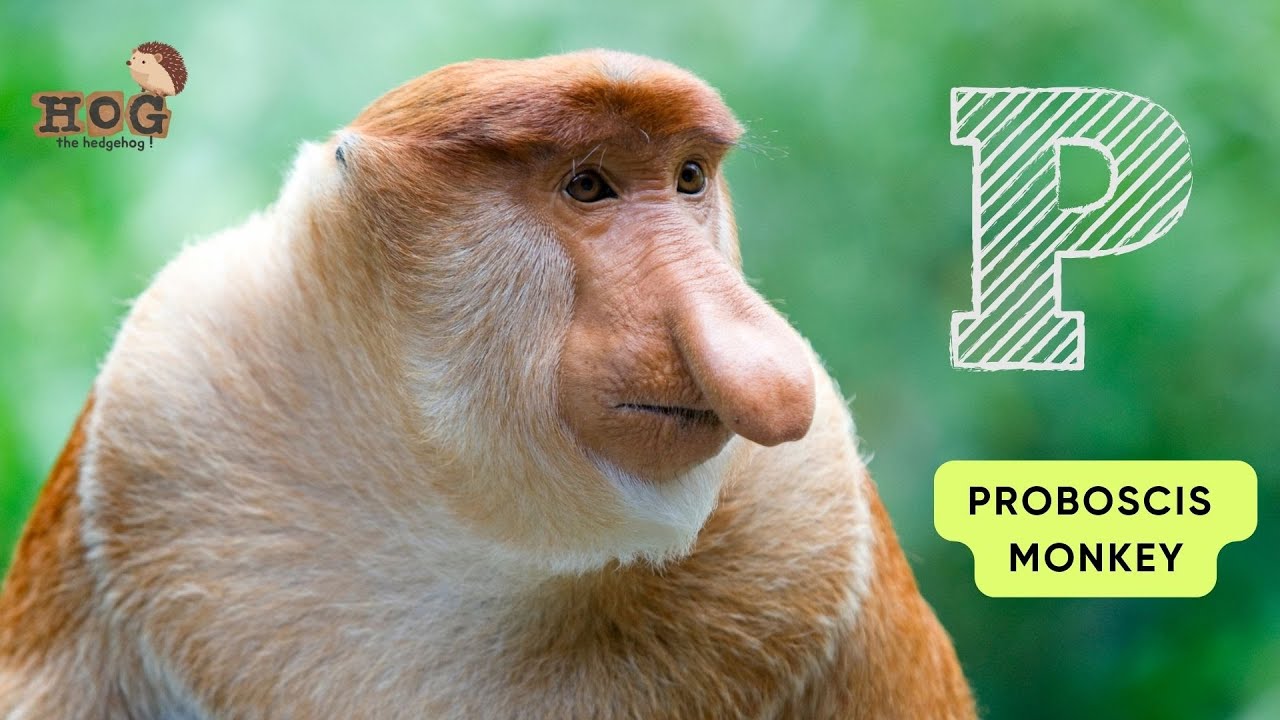 ABC Animals and Plants in Indonesia | Real Animals Song | Learn English, Alphabets and Animals #abcd