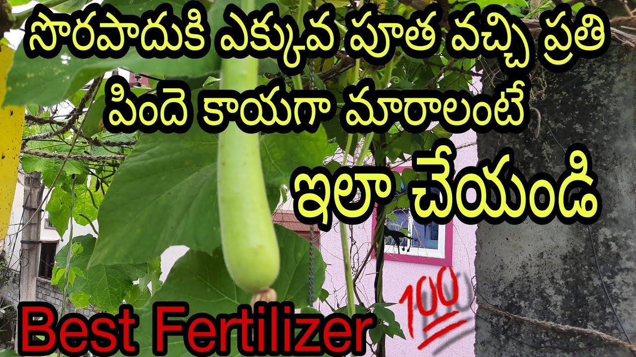 Best Fertilizer for BOTTLE GOURD | for more flowers and yield | SUBSCRIBE