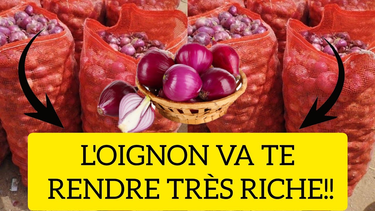 BUSINESS CACHÉ DE LA CONSERVER L'OIGNON. JE T'EXPLIQUE TOUT  #oignon #agriculture #argent #vendre