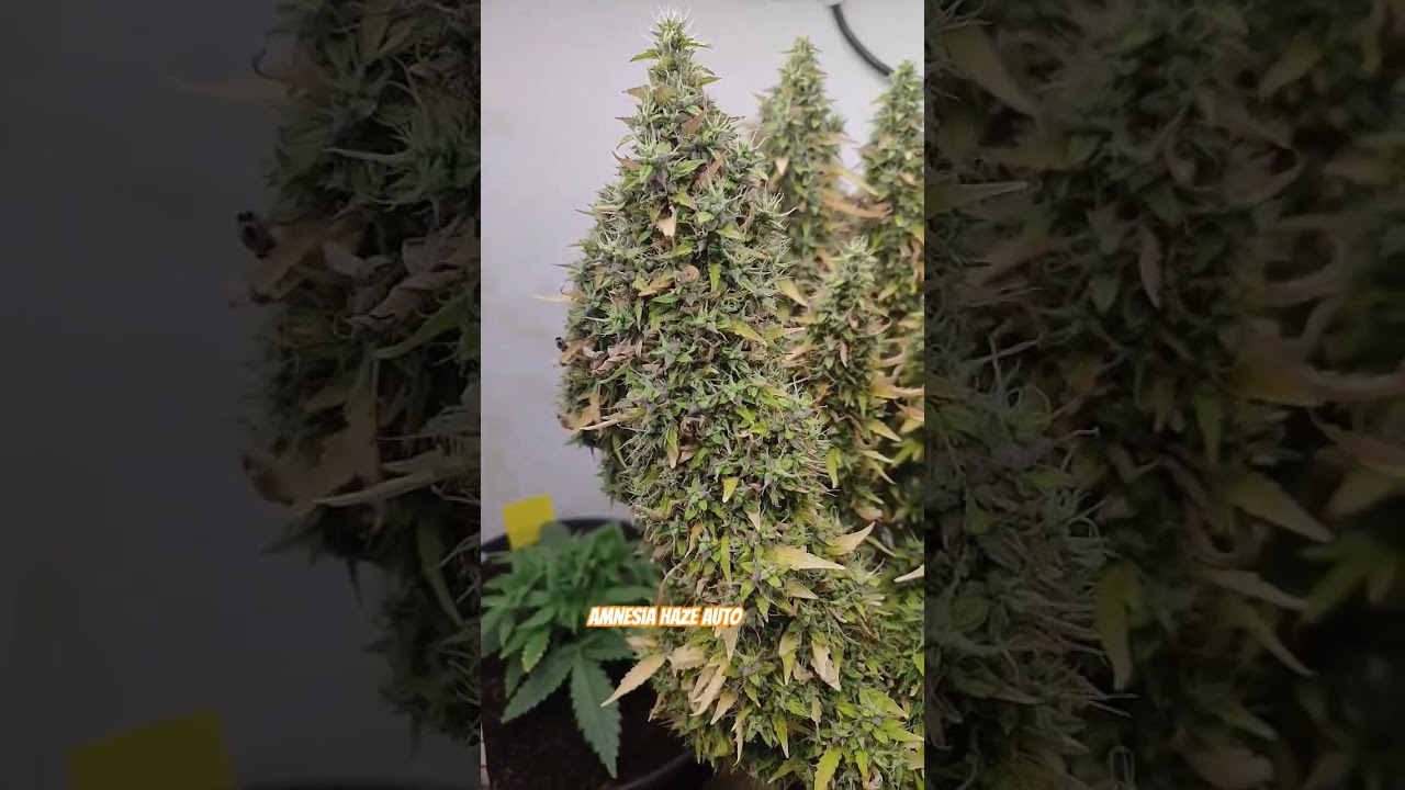 Amnesia Haze Auto#indoorplants #plants #indoor #cannabiseducation #amnesia #harvest