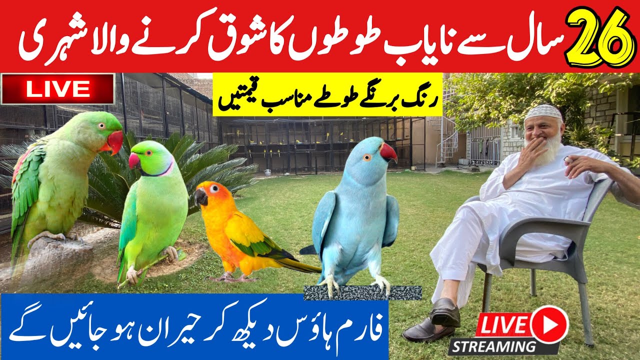 Exoctic Birds Farm | Alexanderine Parrot | Yellow ,Blue and White ringneck parrot | Birds Market