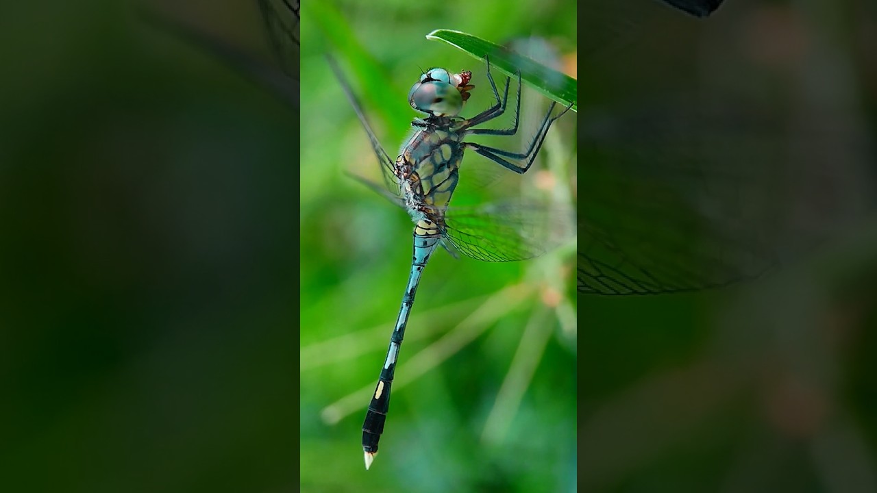 Macro Photography with Apexel 100mm macro lens 😍🔥 #nature #dragonfly #macroshot #macrophotography