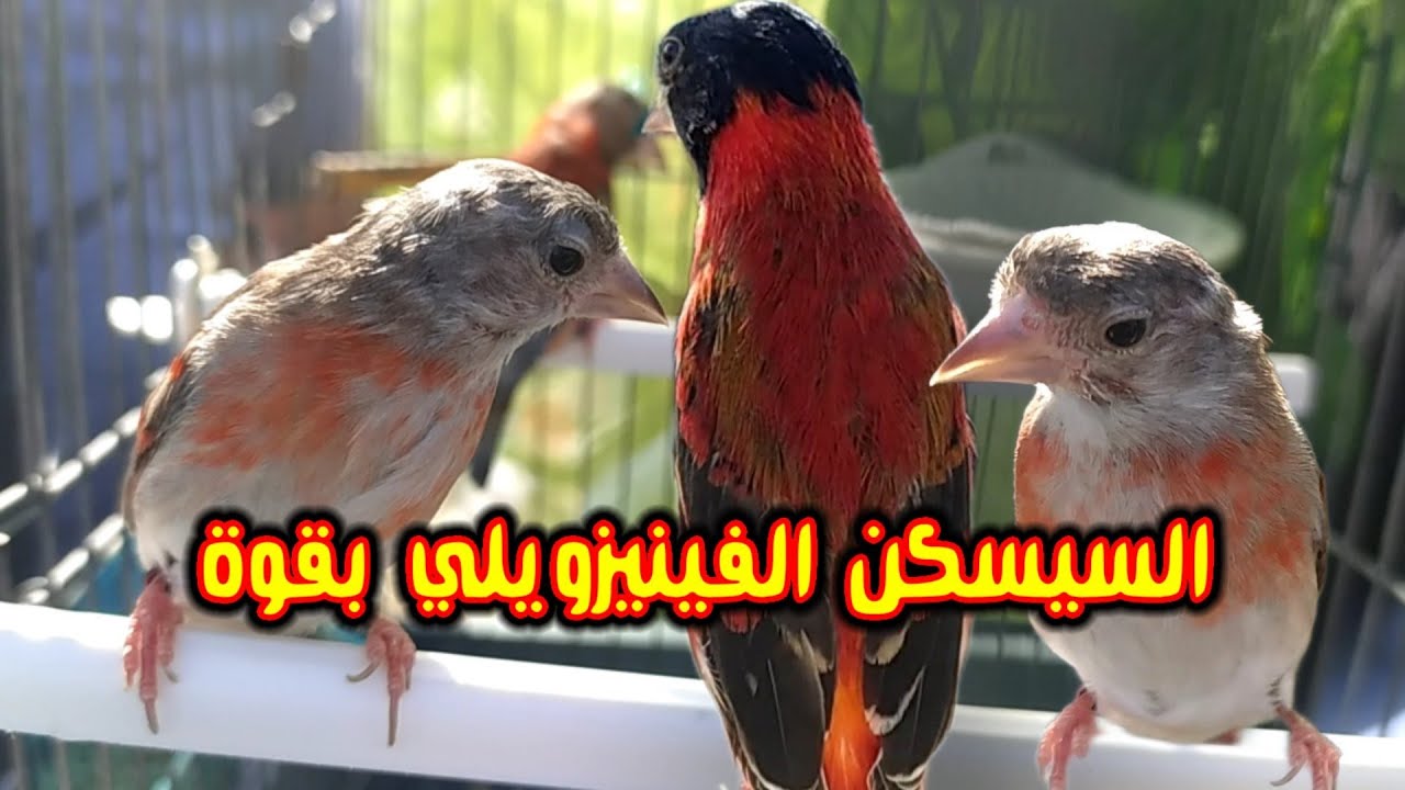 النعار الفينيزويلي متوفر | طيور مغردة و هجينها في سوق الحراش