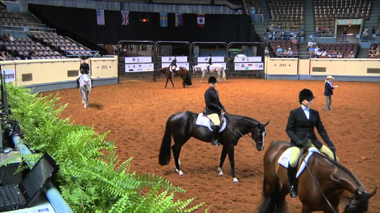 Hunter Under Saddle - Lauren Davis