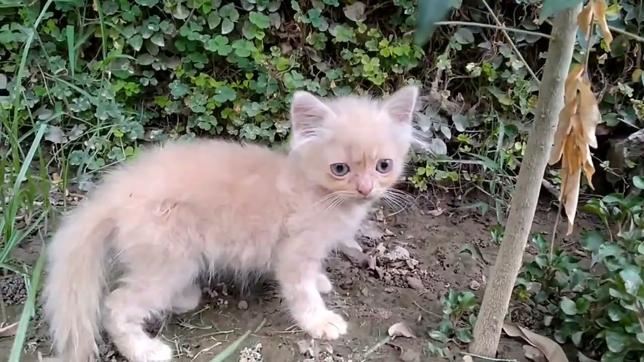 Adorable Tiny Kitten Gets Sad Immediately When Mama Goes Out of Sight