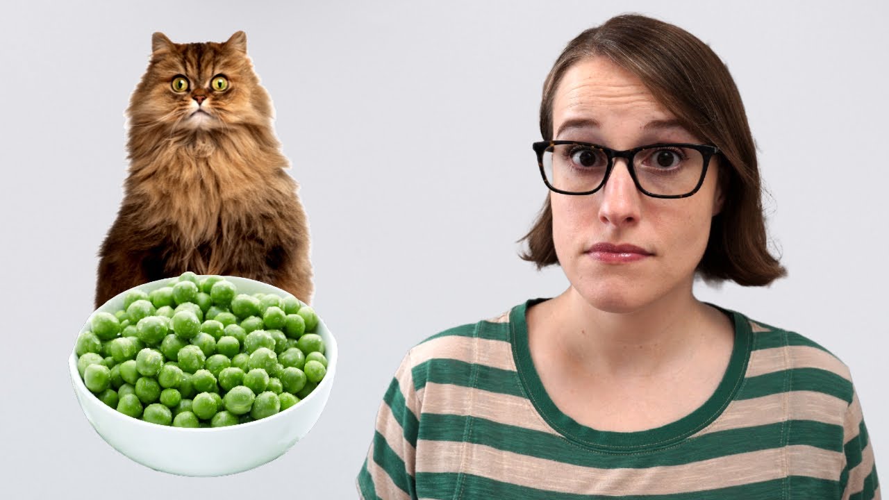 So&hellip;Cats Should Be Vegan? (New Study!)