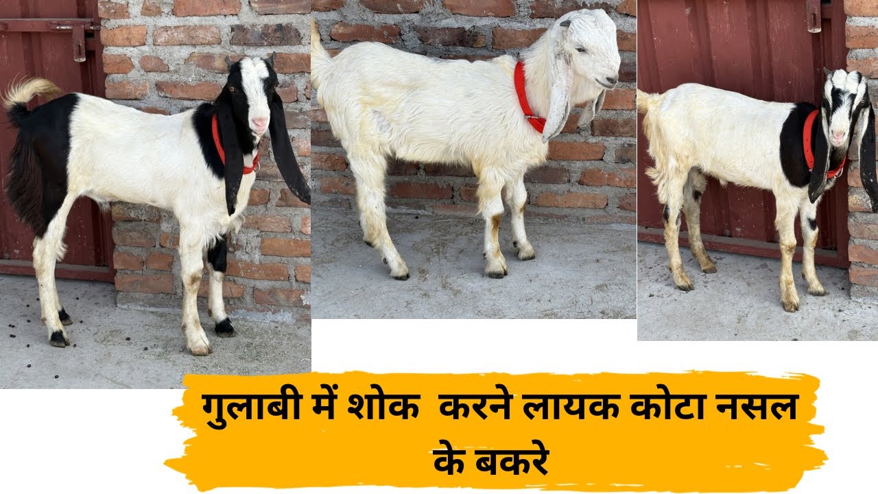Kota Nasal Me GulabiBakre 2027 Shok krne Layak Best Bakre#kotabakra #kotabakrashokeen786#goatfarming