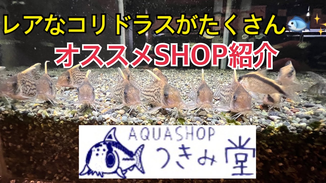 Aqua SHOP つきみ堂さん紹介　#コリドラス #アクアリウム