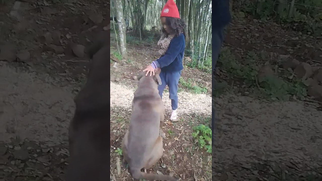 Porque os cães atacam os donos??