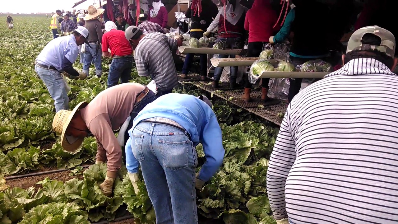 Tanimura and Antle Lettuce harvest!  Salinas, CA
