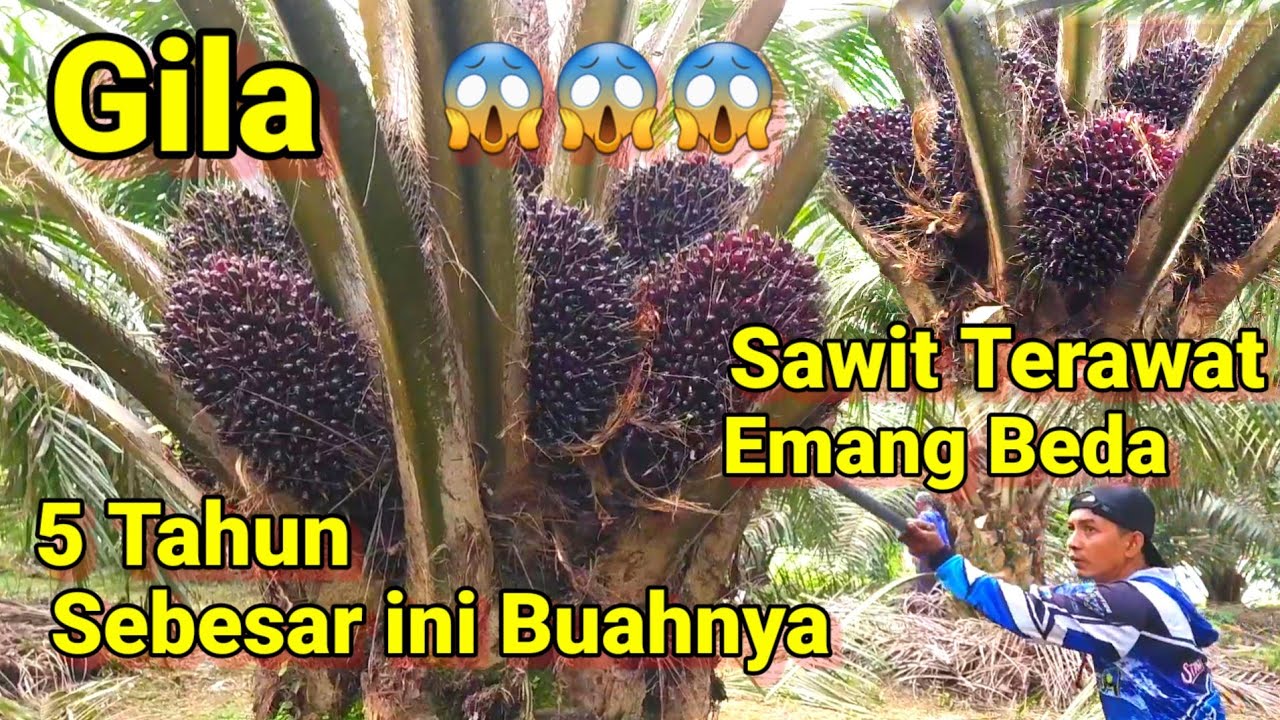Gila 😱😱😱 Sawit Terawat Emang Beda || 5 Tahun Sebesar ini Buahnya