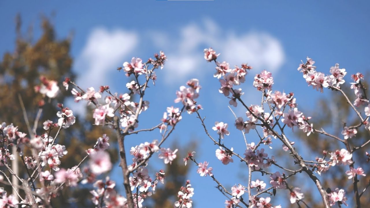 UMA NOTA - Ar De Primavera - (Video Ufficiale)