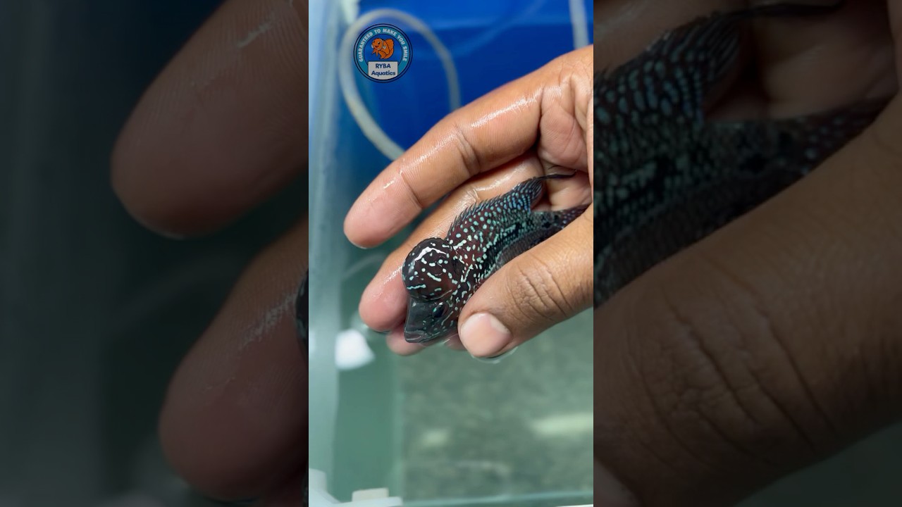 Headpop flowerhorn for sale | Bangalore| ph:7022977492 #aquariumfish #srd #funny #story