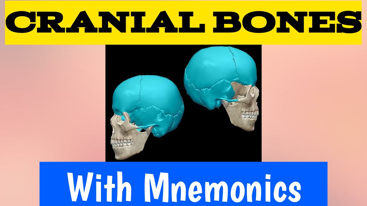 Cranial Bones With Mnemonics| Skull Bones| Bones of Skull| Parietal| Ethmoid|Sphenoid| Temporal bone