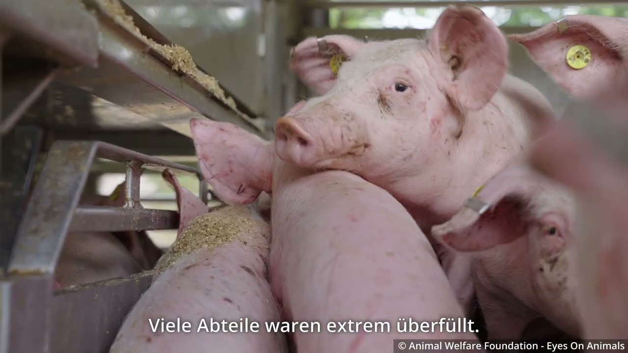 Ausgemusterte niederl&auml;ndische Ferkel auf dem Weg zur Schlachtung nach Kroatien