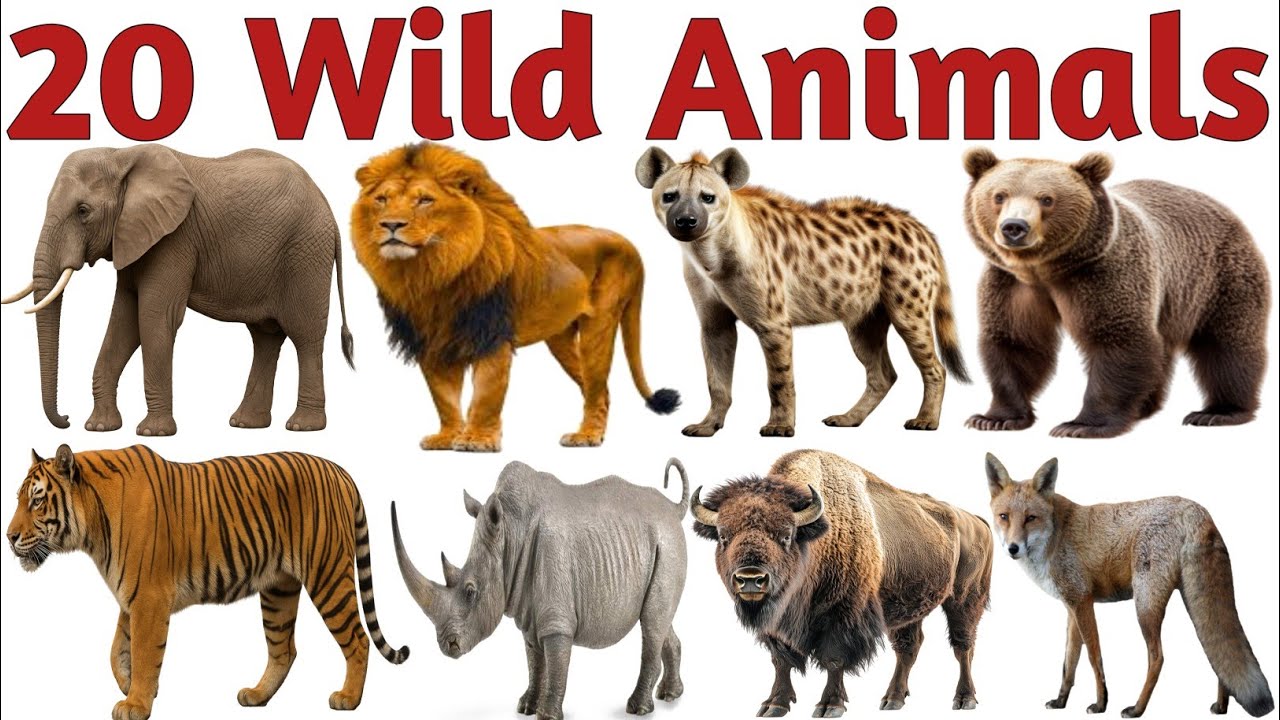 20 जंगली जानवरों के नाम सीखें | Learn 20 Wild Animals Names for Kids English Vocabulary Preschool 