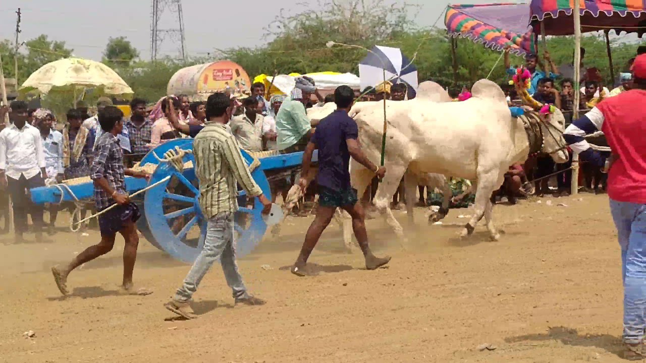 పల్లెదొడ్డి హరికృష్ణ (4456) అడుగులు లాగాయి first price 20000