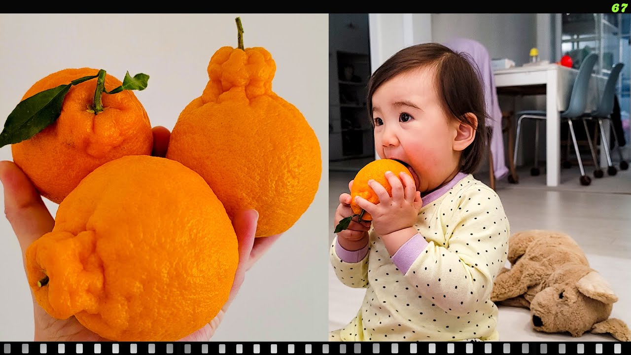 ХАЛЛАБОН/DEKOPON/한라봉/67🍊🇰🇷