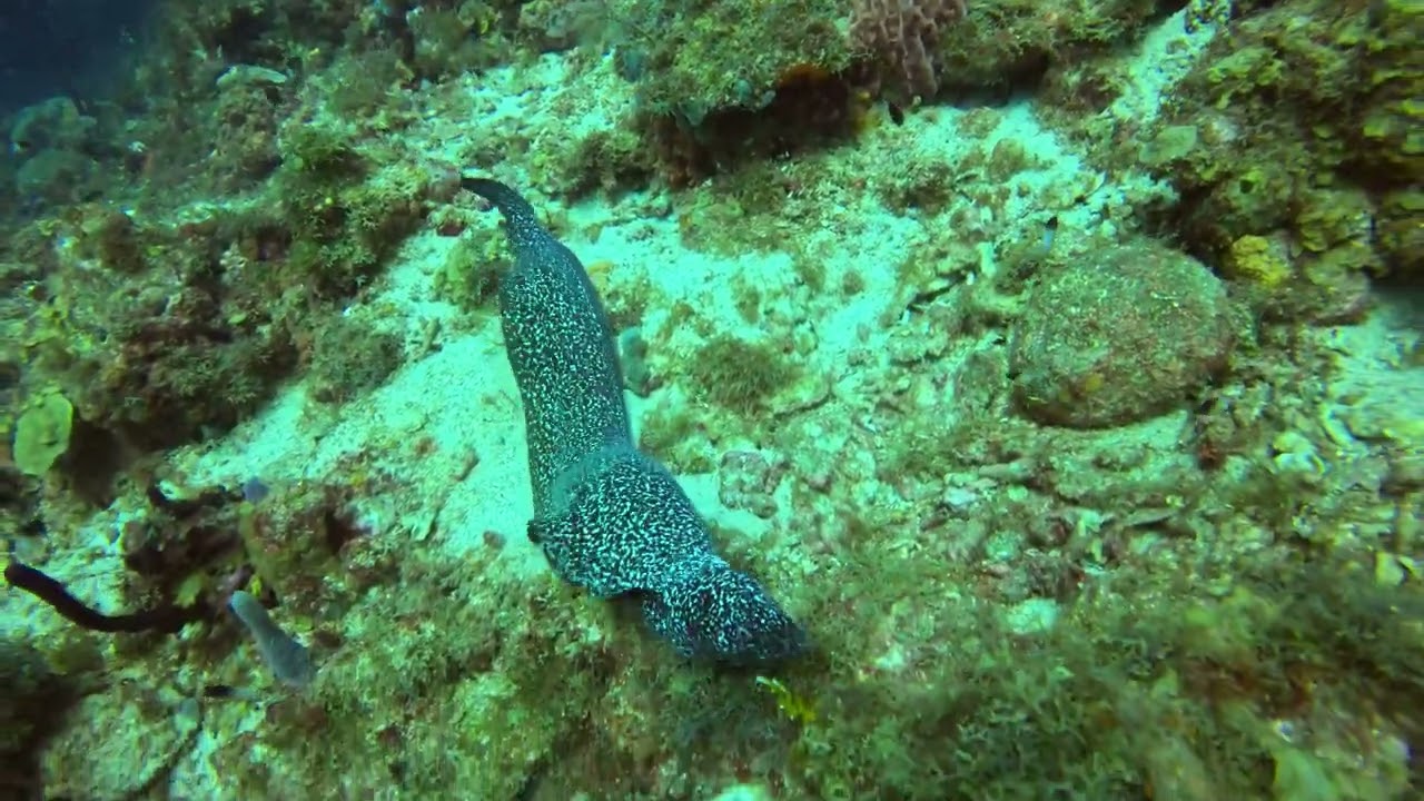 Eels are like crocodiles