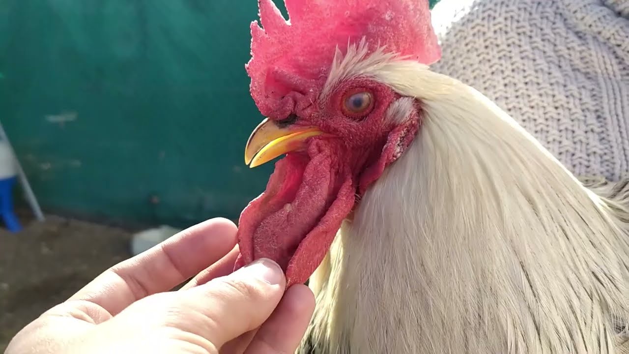 Gallo Murciano, recuperando nuestras razas aut&oacute;ctonas