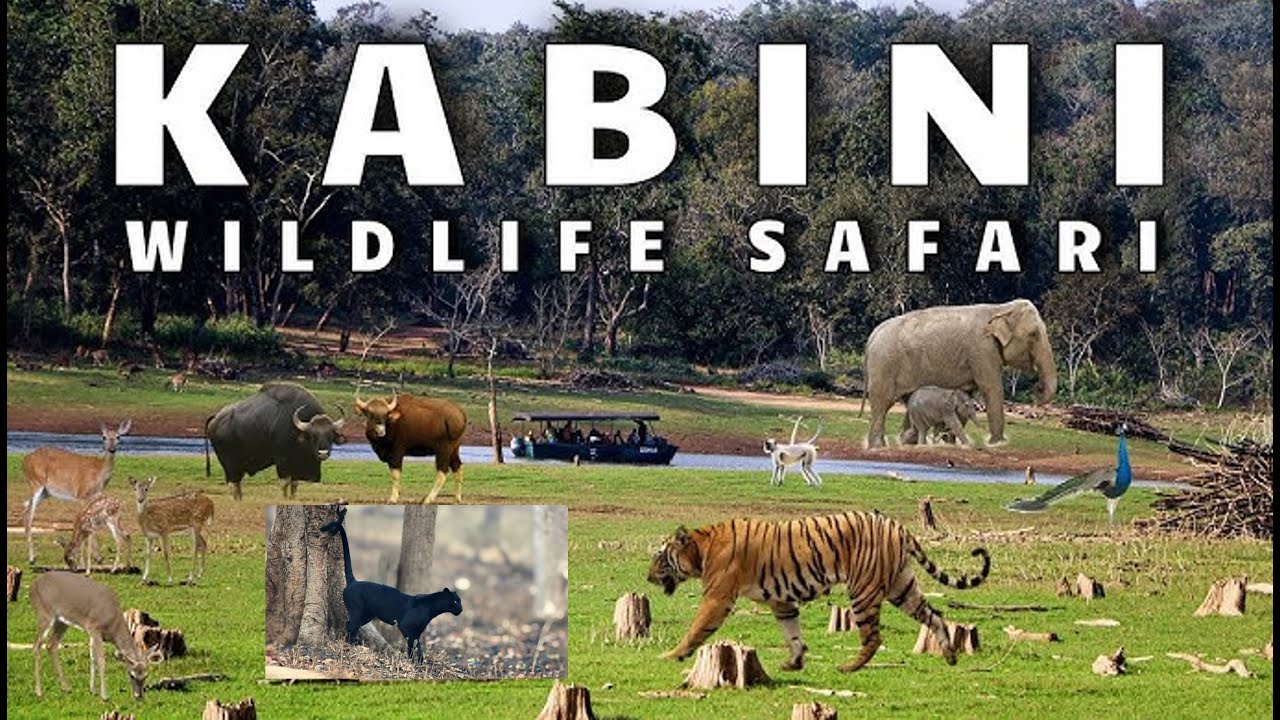 🌿🐘 Kabini Wildlife Safari Live! Two Days of Wild Encounters with My Japanese Friends 🐅 🐾🎥