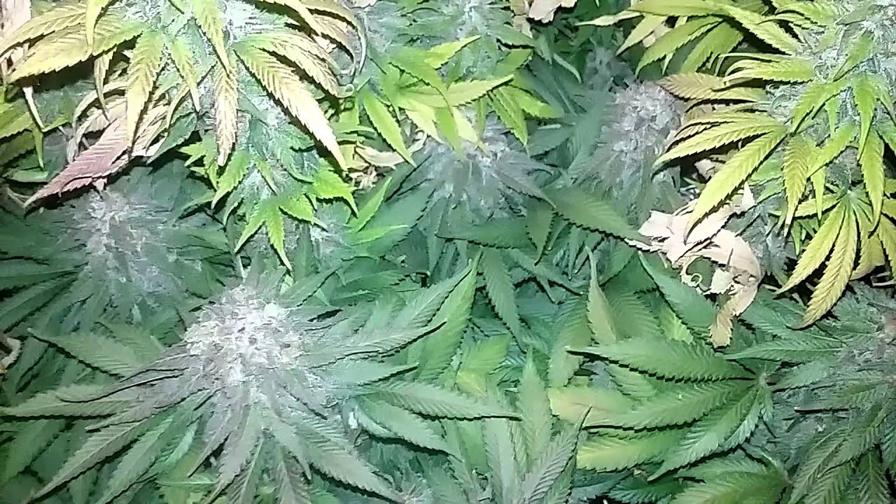 Quick update full line vegamatrix 2