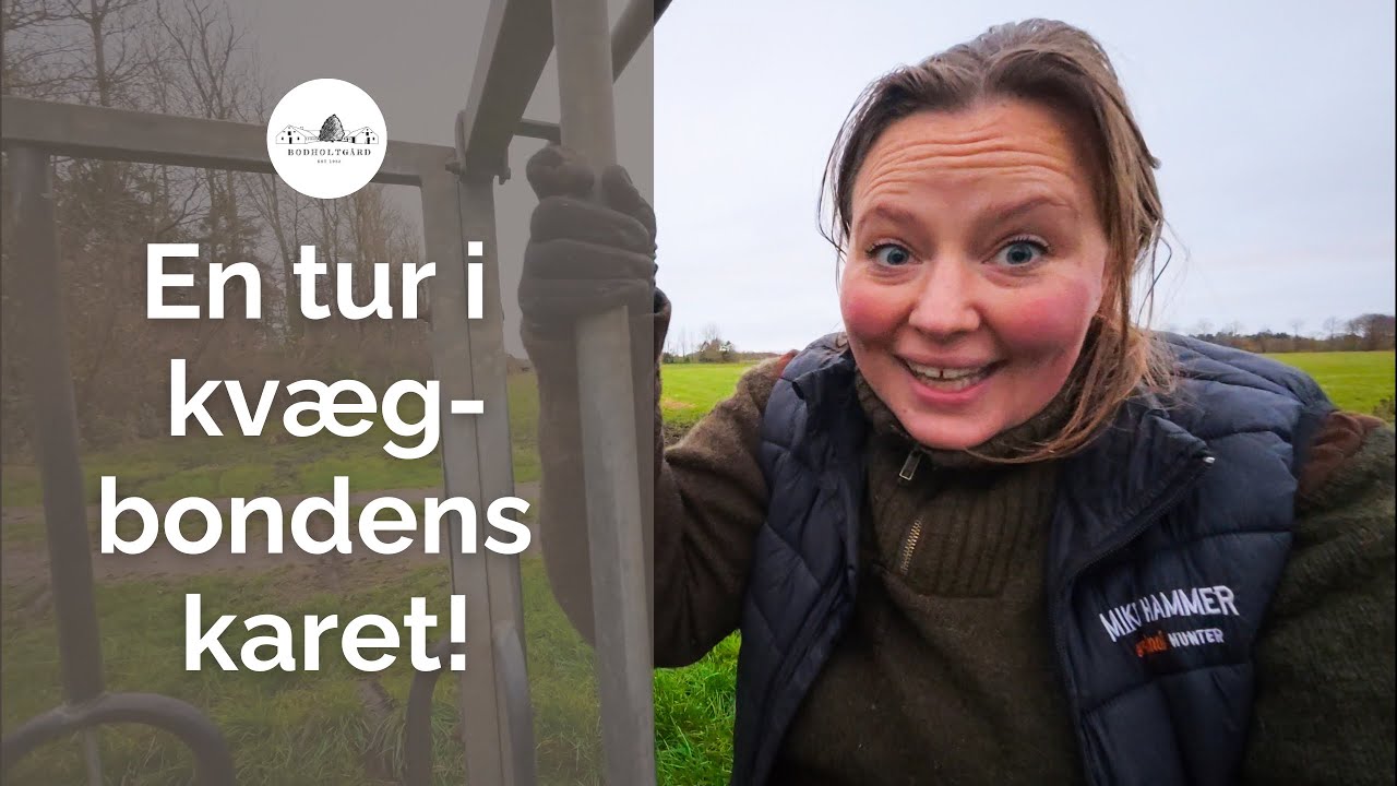 En tur i kvægbondens karet!
