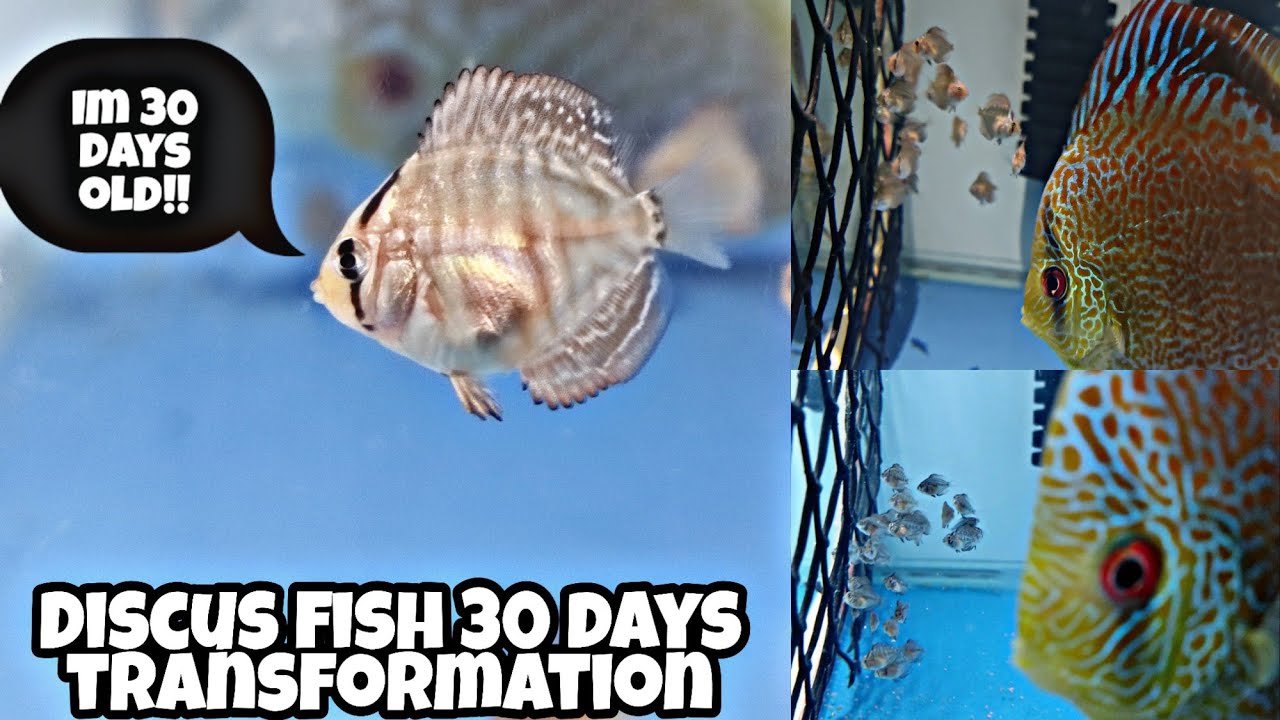 Discus fish transformation from day 1 to day 30 | Evolution of Discus fish #transformation