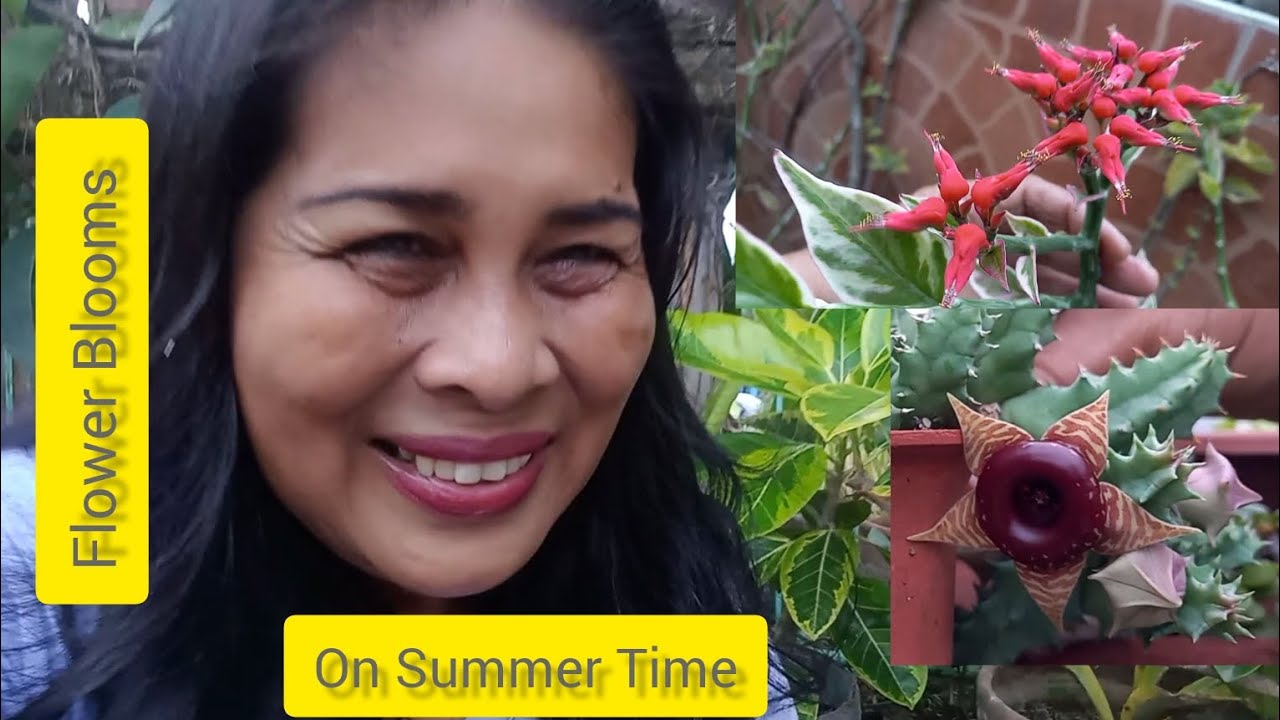 Flower Blooms in Summer Time #garden #flowers #blooms