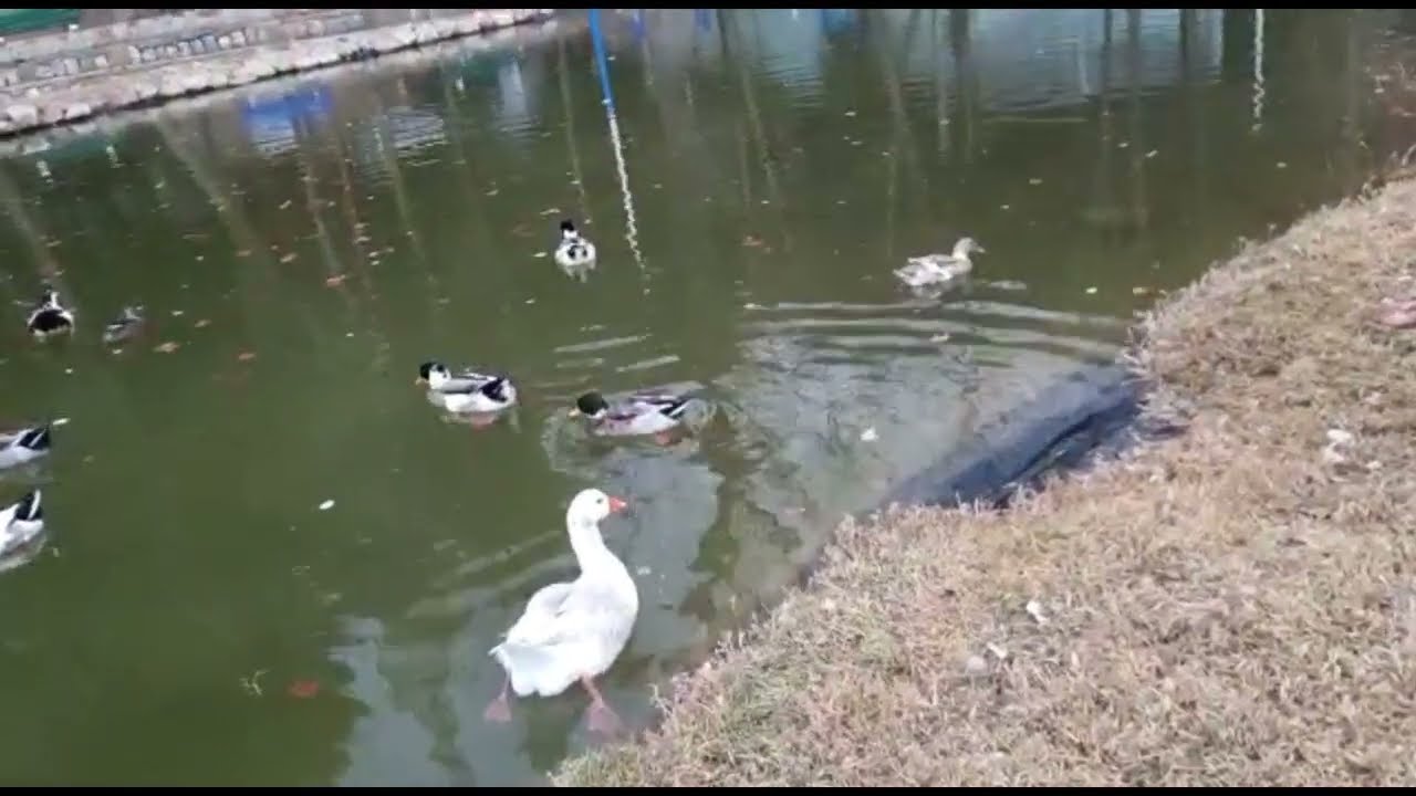 تاغبلوت نواحي القصيبة منضر في قمة الروعة 🦢🦢