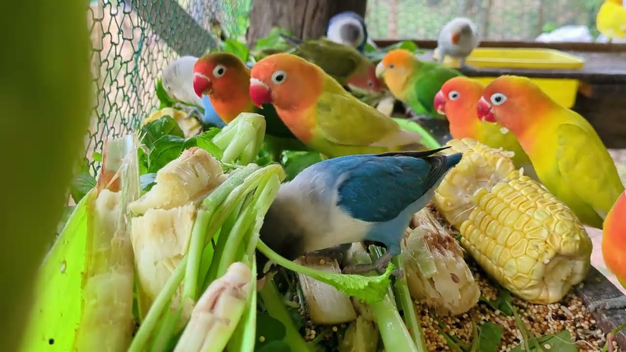Lovebird Colorful 💚❤️#lovebirds #sunconure #birds #cutelovebird