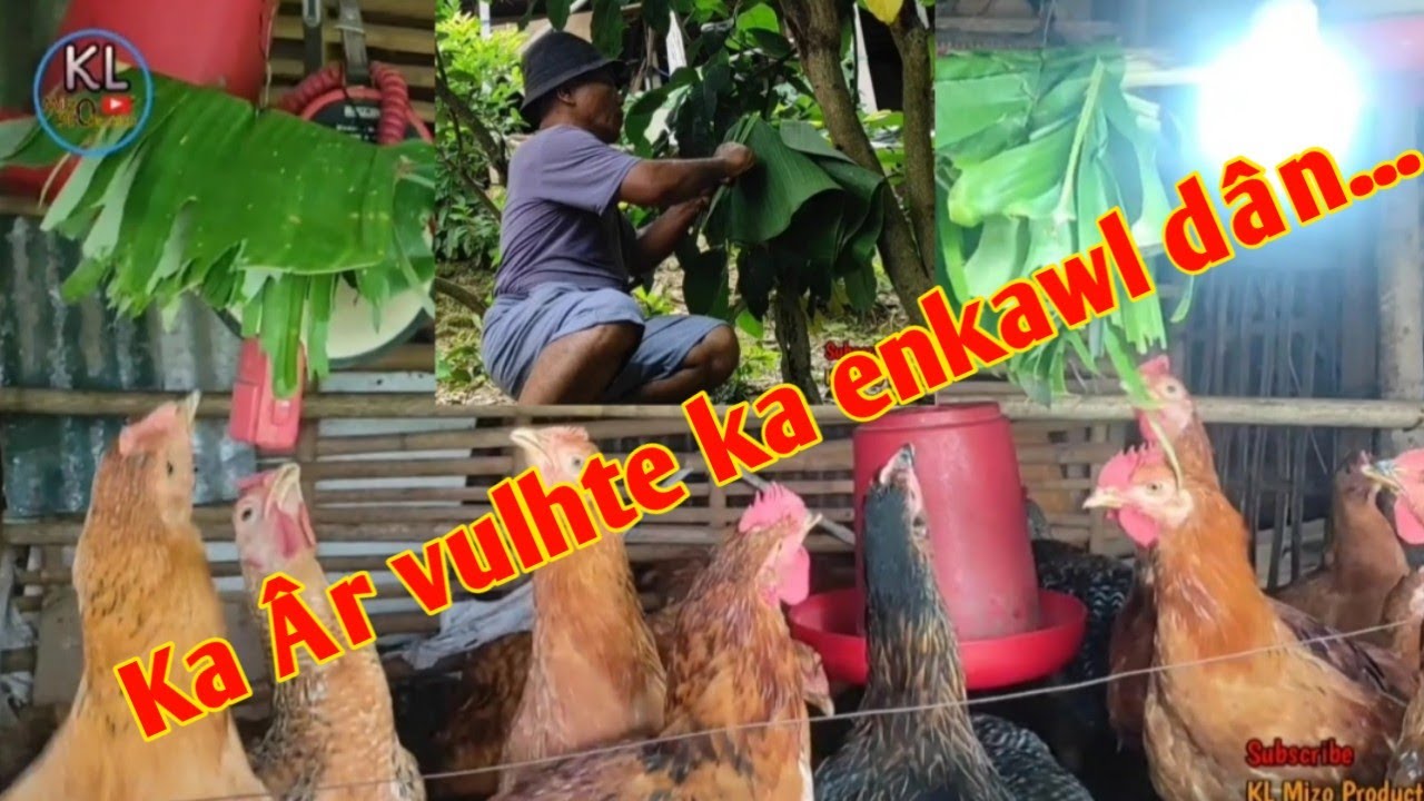 Ka Âr(Rainbow Rooster)te ka enkawl dan.