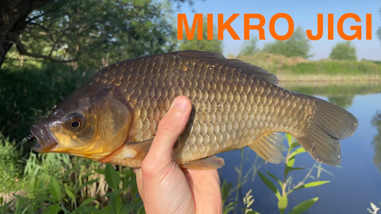 Karaś i okonie na spining | Łowienie na Mikro - jigi | Spinning Ultra Light  MATAGI TWA-662 XUL
