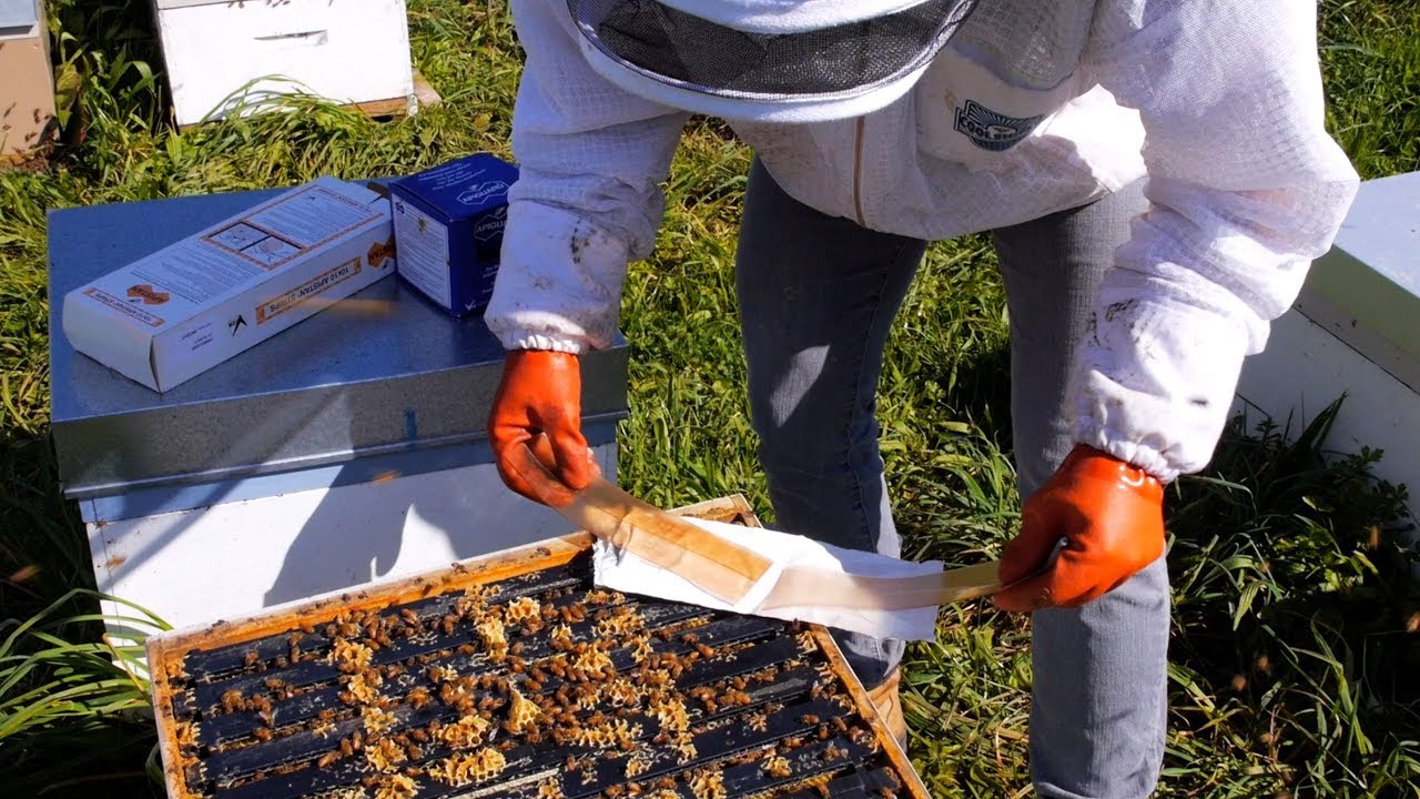 Beekeeping Basics with Thomas Clow - Combat with Varroa Destructor