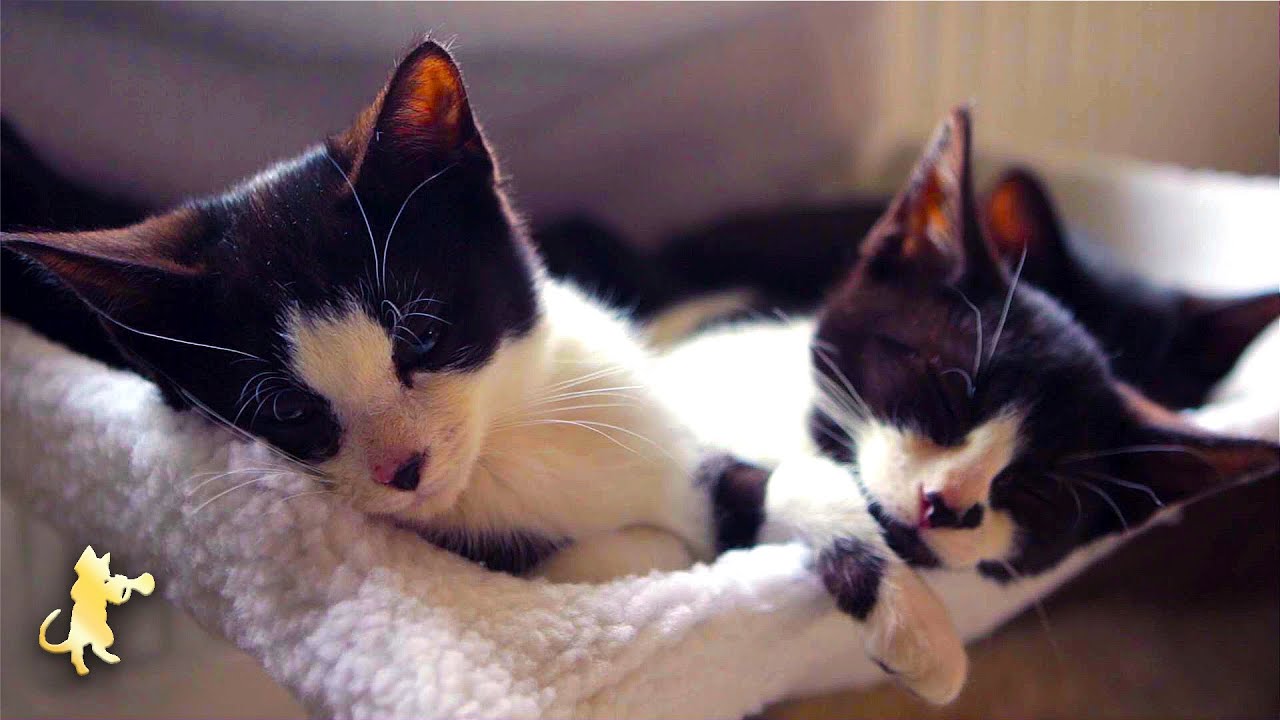 Calming Music for Cats with Anxiety! Sleep Music for Cats 💤
