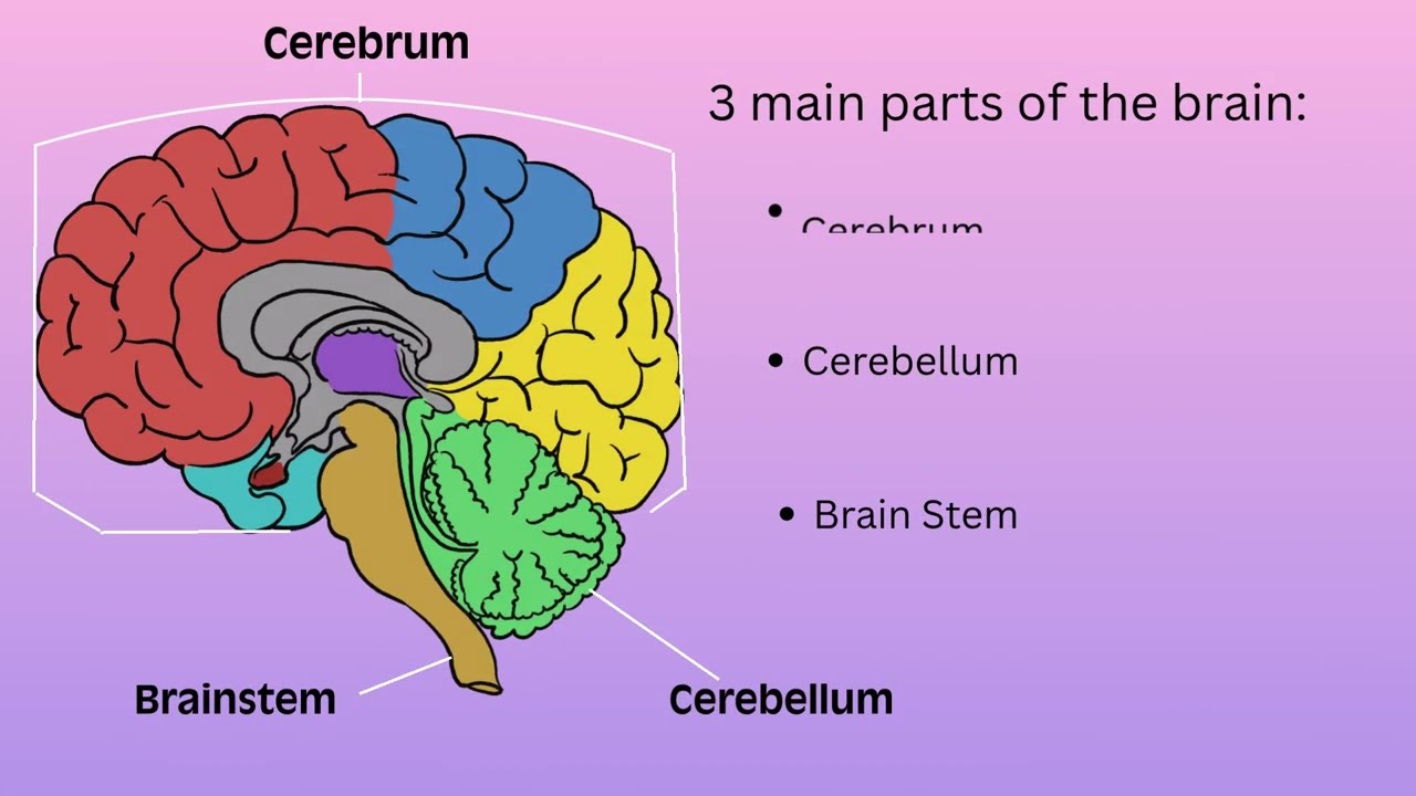 Neurostart Learning Curriculum - Brain Anatomy and Structure (Module 2, Video 1)